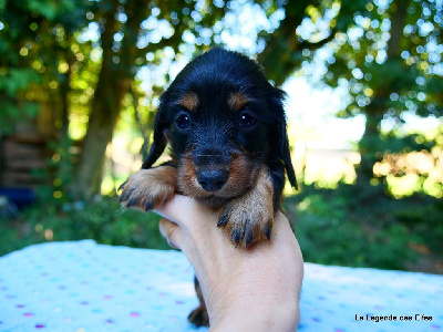 Les chiots de Teckel poil long