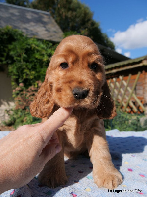 Les chiots de Cocker Spaniel Anglais