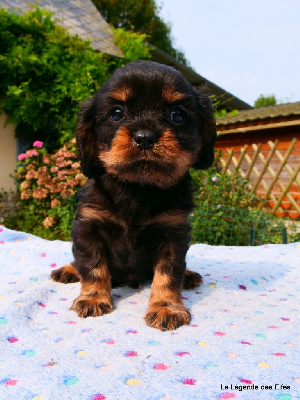 Les chiots de Cavalier King Charles Spaniel