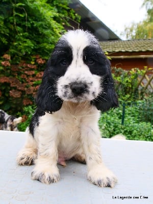 V---de la Légende des Elfes - Cocker Spaniel Anglais