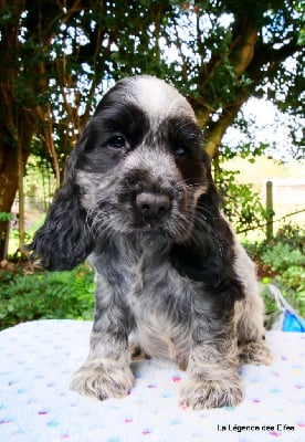 V---de la Légende des Elfes - Cocker Spaniel Anglais