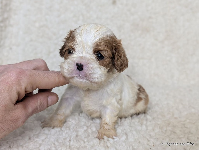 Les chiots de Cavalier King Charles Spaniel