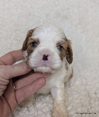 Les chiots de Cavalier King Charles Spaniel