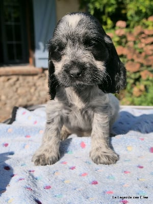 Les chiots de Cocker Spaniel Anglais