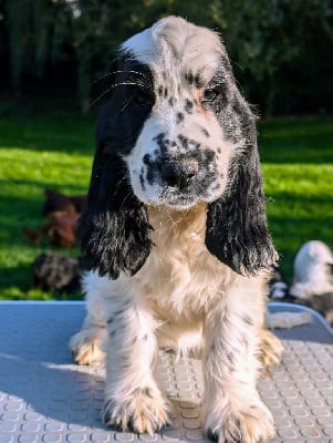 Les chiots de Cocker Spaniel Anglais