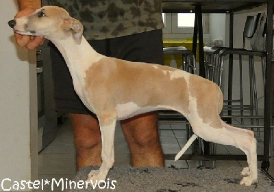 Les chiots de Whippet