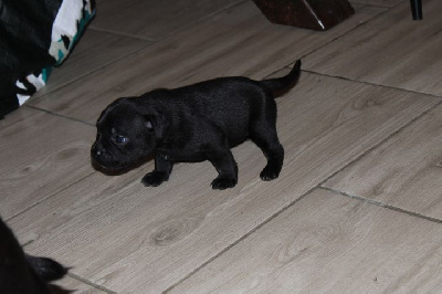 Les chiots de Staffordshire Bull Terrier