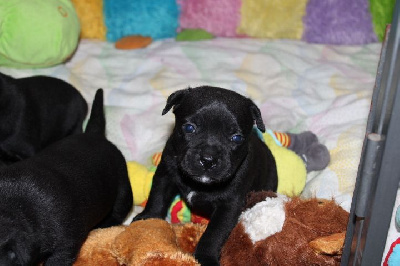 Les chiots de Staffordshire Bull Terrier