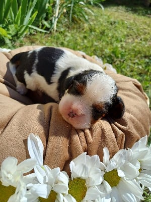 Les chiots de Cavalier King Charles Spaniel