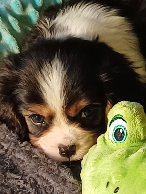 Les chiots de Cavalier King Charles Spaniel