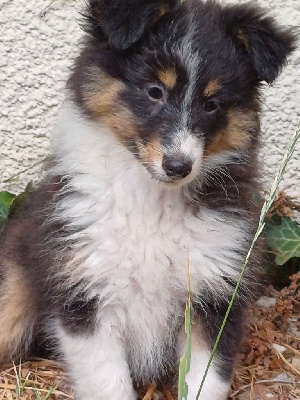 Les chiots de Shetland Sheepdog