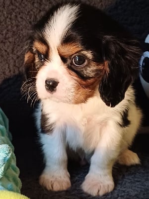 Les chiots de Cavalier King Charles Spaniel