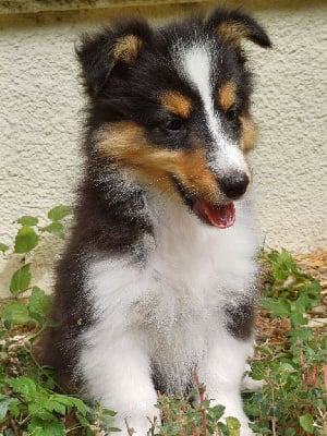 Les chiots de Shetland Sheepdog