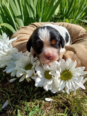 Les chiots de Cavalier King Charles Spaniel