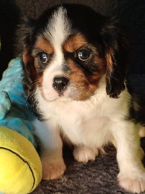 Les chiots de Cavalier King Charles Spaniel