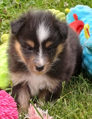 Les chiots de Shetland Sheepdog