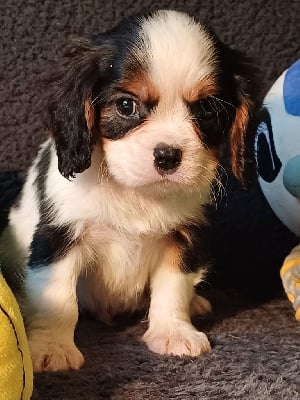 Les chiots de Cavalier King Charles Spaniel