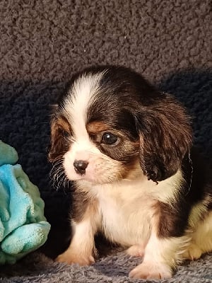 Les chiots de Cavalier King Charles Spaniel