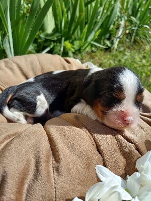 Les chiots de Cavalier King Charles Spaniel