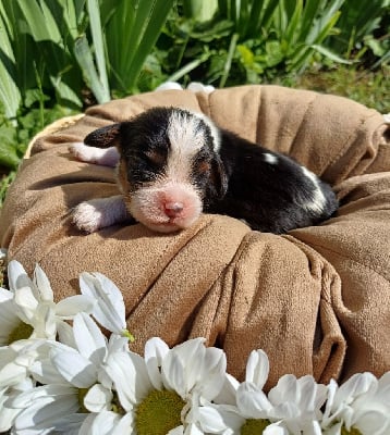 Les chiots de Cavalier King Charles Spaniel