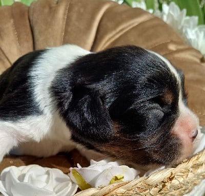 Les chiots de Cavalier King Charles Spaniel