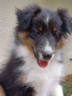 Les chiots de Shetland Sheepdog