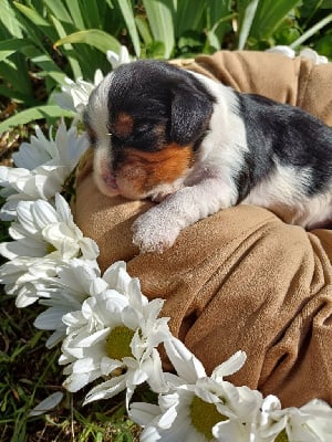 Les chiots de Cavalier King Charles Spaniel