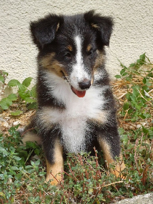 Les chiots de Shetland Sheepdog