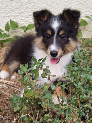 Les chiots de Shetland Sheepdog