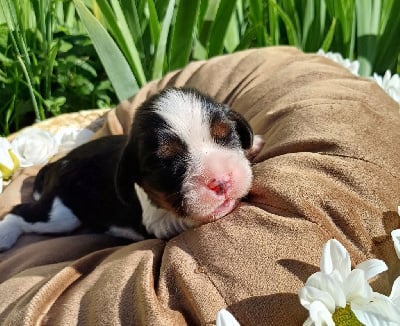 Les chiots de Cavalier King Charles Spaniel