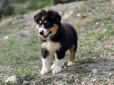 Les chiots de Berger Australien