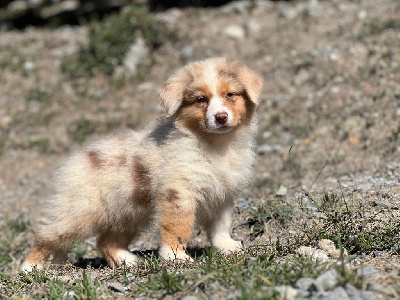 Les chiots de Berger Australien