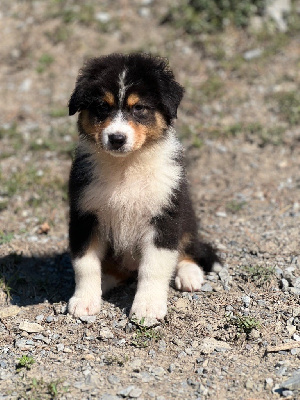 Les chiots de Berger Australien