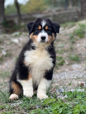 Les chiots de Berger Australien