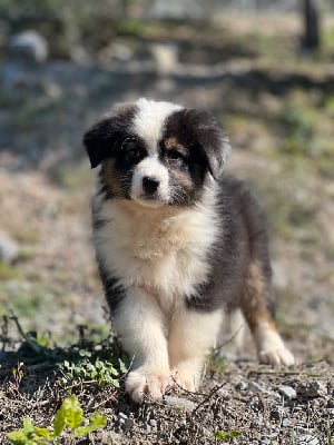 Les chiots de Berger Australien