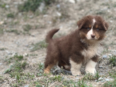 Les chiots de Berger Australien