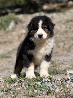 Les chiots de Berger Australien