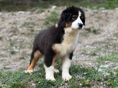 Les chiots de Berger Australien