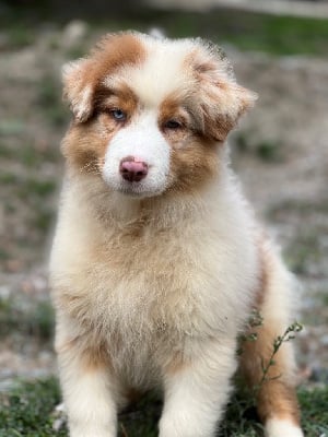 Les chiots de Berger Australien