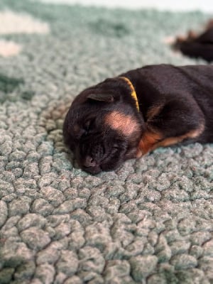 CHIOT JAUNE - Berger Allemand Poil Long