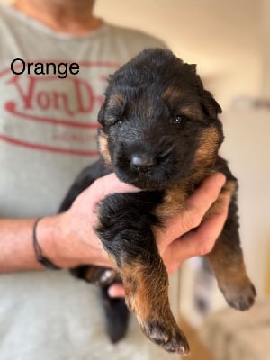 CHIOT ORANGE - Berger Allemand Poil Long