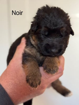 CHIOT NOIR - Berger Allemand Poil Long