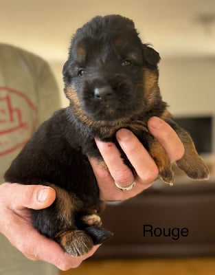 CHIOT ROUGE - Berger Allemand Poil Long