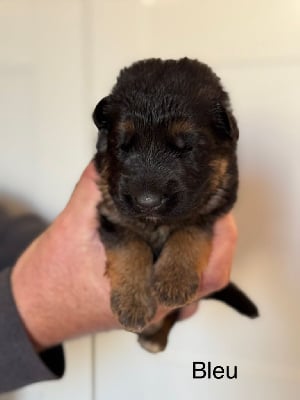 CHIOT BLEU - Berger Allemand Poil Long