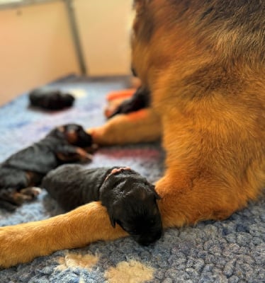 Les chiots de Berger Allemand Poil Long