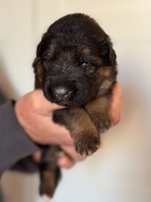 CHIOT VIOLET - Berger Allemand Poil Long