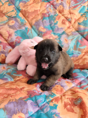 Les chiots de Berger Belge