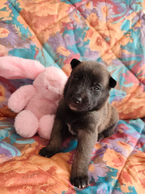 Les chiots de Berger Belge