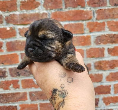 Les chiots de Border Terrier