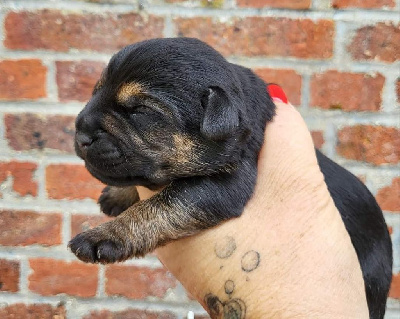 Les chiots de Border Terrier